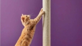 Pawsitive Habit: The Importance of Cat Scratchers