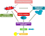 Mitochondrial Dysfunction in Endometriosis