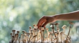 Learn All Basic Aspects About Magic mushrooms canada Now!