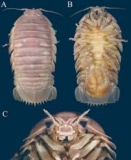 Best Possible Details Shared About Isopods
