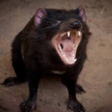 Funny Tasmanian Devil Names: Creative & Wacky Ideas