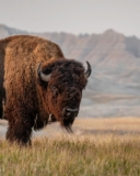 Savor the Flavor of Texas Fresh Bison Meat: The Ultimate Guide to Bison Burgers in Texas