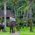 Expert PSLE English Tuition Methods: Tailored Learning Plans