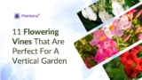 Beautiful Flowering Vines for Your Vertical Garden.