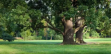 When to Call a Tree Service: Signs Your Trees Need Expert Attention
