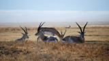 10 tips for Planning the Perfect Trip to the Mombasa Tsavo safari
