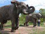 Exploring the Best Elephant Sanctuaries in Thailand