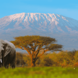 Tanzanian Peaberry Coffee Ceremonies and Traditions