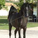 Arabian Horses: The Timeless Majesty of Al Ameer Stud