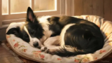 Border Collie Sleep: More Than Just Counting Sheep! 🐑💤