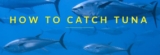 howtocatchtuna.net – Your Ultimate Guide to Tuna Fishing