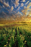 Modern Farming Techniques to Boost Crop Yields