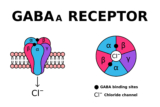 Mitochondrial Dysfunction in SLC6A1: A Molecular and Cellular Perspective