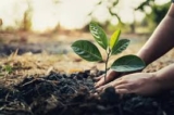 Planting Trees: Growing Tomorrow