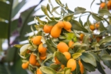 Kumquat Tree: How to Grow and Care for This Citrus Beauty