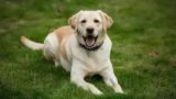 Labrador Retriever: A Loyal Companion
