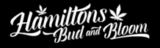 Unveiling Tulsa’s Premier Dispensary and Broken Arrow’s Finest Marijuana Concentrates: Hamilton’s Bud & Bloom