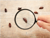 Top Strategies for Effective Pest Control in Deer Park