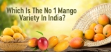 Which is the No. 1 Mango Variety in India?