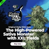 The Miracle of CBD Oil and Dabs: Unlocking the True Potential of Cannabis Oil