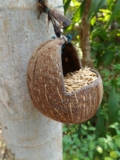 Coconut shells wholesale in Tuticorin | Omni Products Export Company