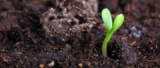 Advocating for the Safe Use of Gibberellic Acid in Global Agriculture Practices