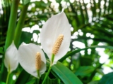 Peace Lily Watering Guide: How Often Should You Water Your Peace Lily?