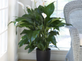 Air Purifying Plants: Why Peace Lilies Are At The Top Of The List