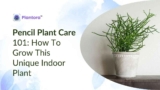 How To Grow and Care for the Pencil Plant.