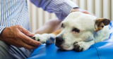 How to Choose the Right Pet Euthanasia Provider in San Antonio