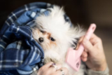 Convenience at Your Doorstep: The Ultimate Guide to Mobile Pet Grooming in Fort Worth, TX