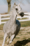 The Beauty and Majesty of Arabian Horses for Sale in the USA: AlAmeera Stud