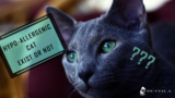 Are Hypoallergenic Cats Really a Solution For Allergy Sufferers