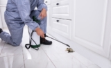 Ensuring a Safe and Clean Home: Dead Animal Removal Services in Point Cook, Australia