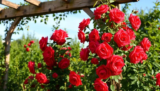 Top 21 Red Rose Varieties That Will Steal Your Heart