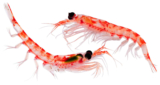 The Power of Antarctic Krill Oil: A Natural Antioxidant Boost