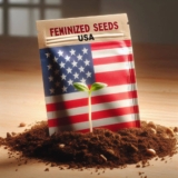 Discover the Premium Cannabis Seed Bank: A Grower’s Paradise