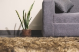 Snake Plants and Feng Shui: How to Use Them to Enhance Positive Energy in Your Home