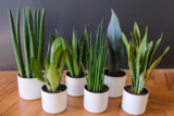 5 Common Problems With Snake Plants And How To Fix Them