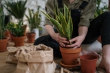 Spider Plants for Small Spaces: Maximizing Greenery in Apartments