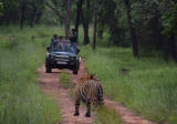 Top 5 National Parks for Tiger Safari in India