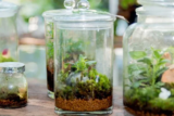 How Terrarium Workshops in Singapore Foster Creativity and Environmental Awareness?