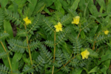 The Benefits of Tribulus Terrestris and Its Impact on Male Performance