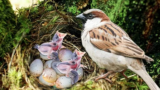 What do House sparrows Nests And Eggs Look Like?